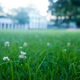 Illustration for article titled Replace Your Water-Wasting Lawn With These Alternatives